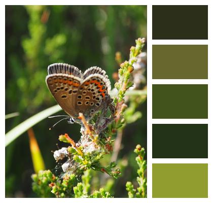 Hampshire Plants Insect Nature Forest Countryside Butterfly Woods Bug Summer New Forest Image